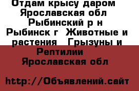 Отдам крысу даром - Ярославская обл., Рыбинский р-н, Рыбинск г. Животные и растения » Грызуны и Рептилии   . Ярославская обл.